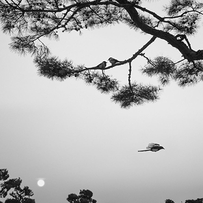 نمایشگاه عکس‌های پنتی سامالاهتی در نیویورک